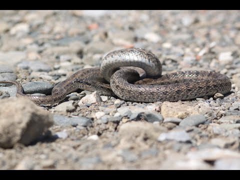Steppe rat snake - Elaphe dione - სახეებიანი მცურავი